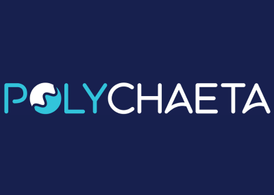 POLYCHAETA